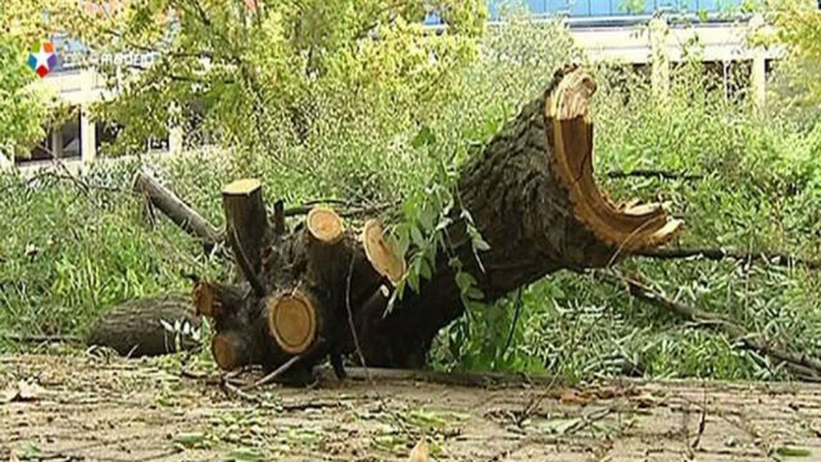 Árbol caído