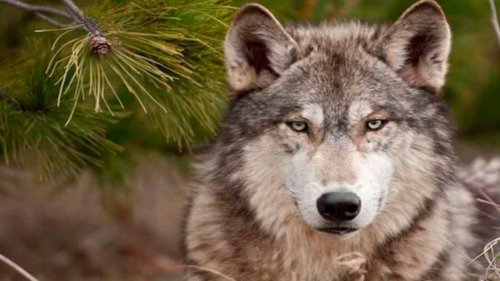 Lobos atacan rebaño de cabras