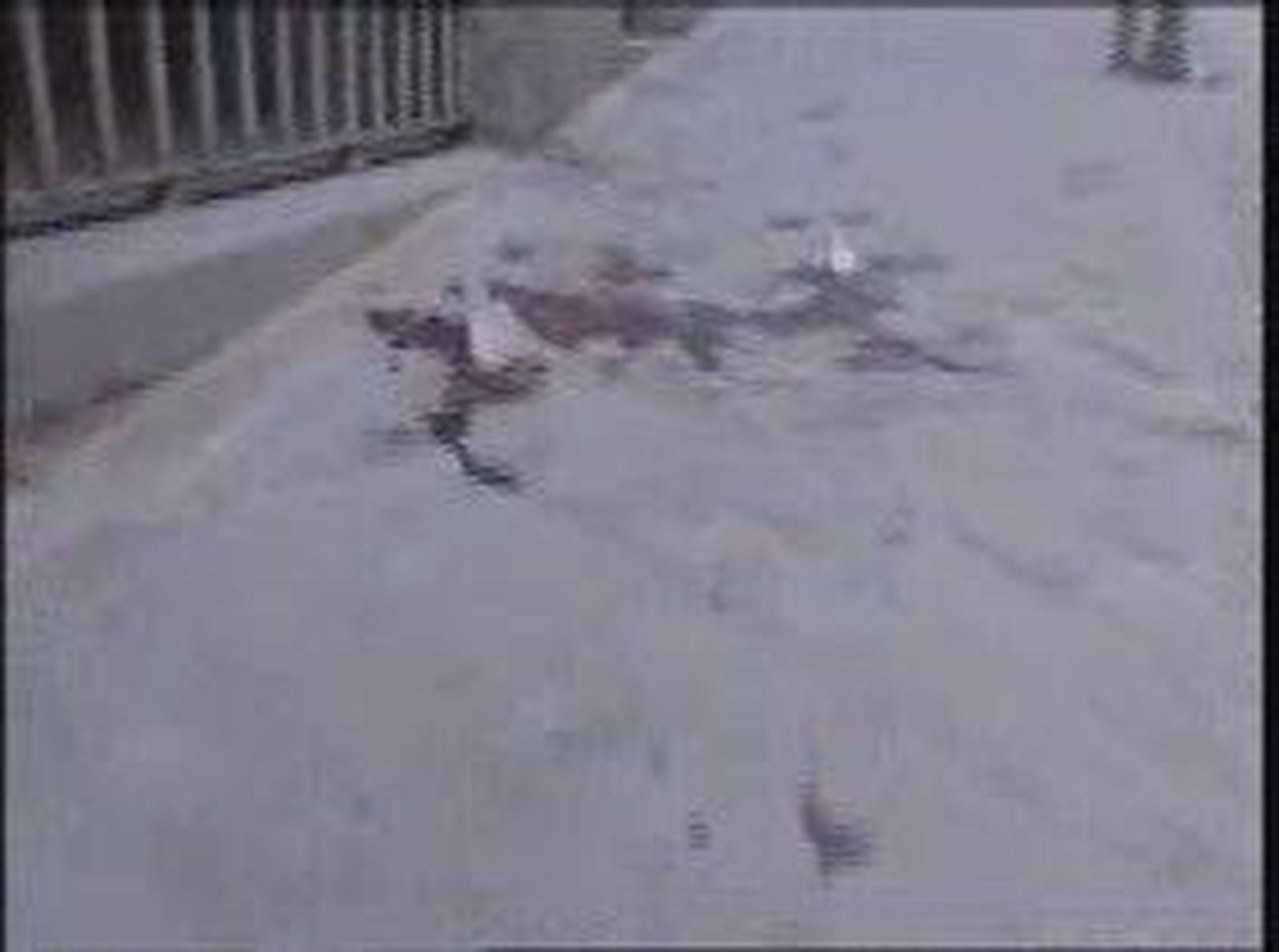 Detencion portero