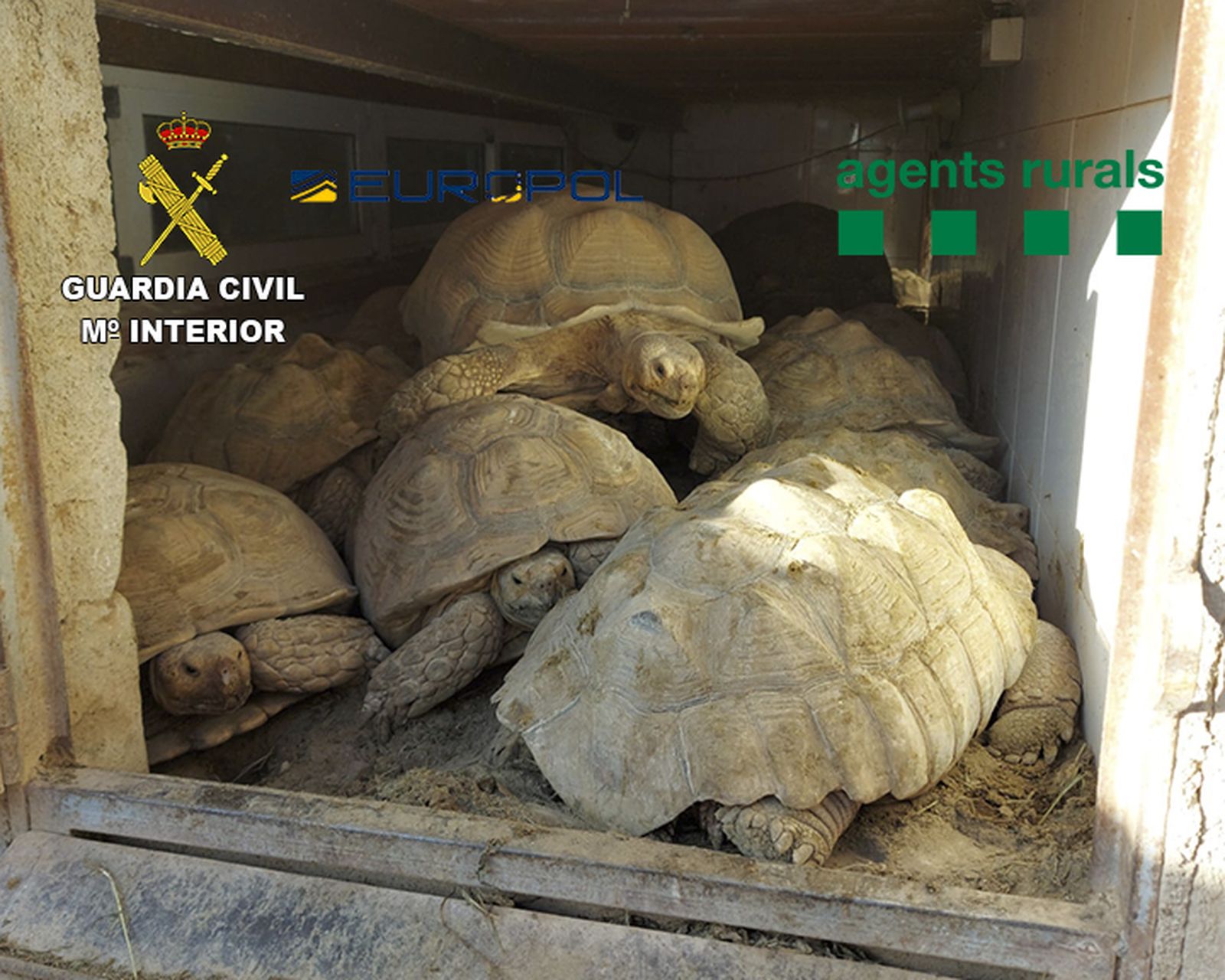 La Guardia Civil descubrió  tortugas valoradas en cerca de 30.000 euros