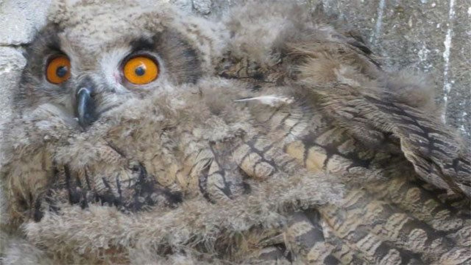 Apoyo a la recuperación de las rapaces nocturnas