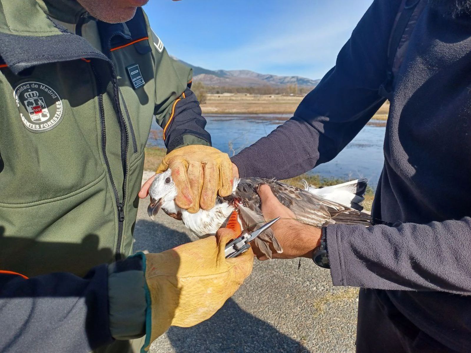 Gaviota rescatada en el embalse de Santillana