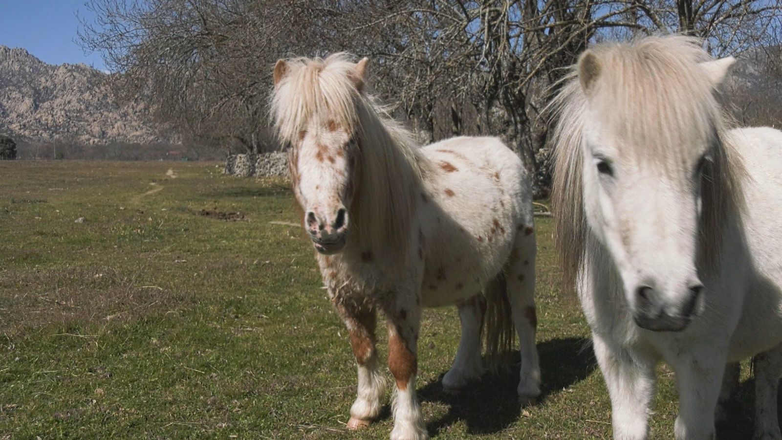 La alucinante casa de este alicantino en Madrid donde acoge todo tipo de animales