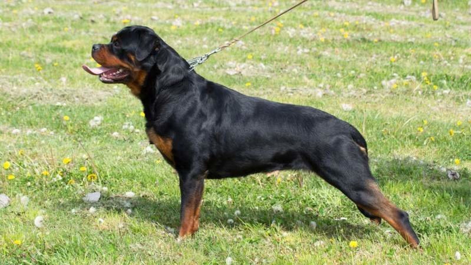 Perro de raza Rottweiler