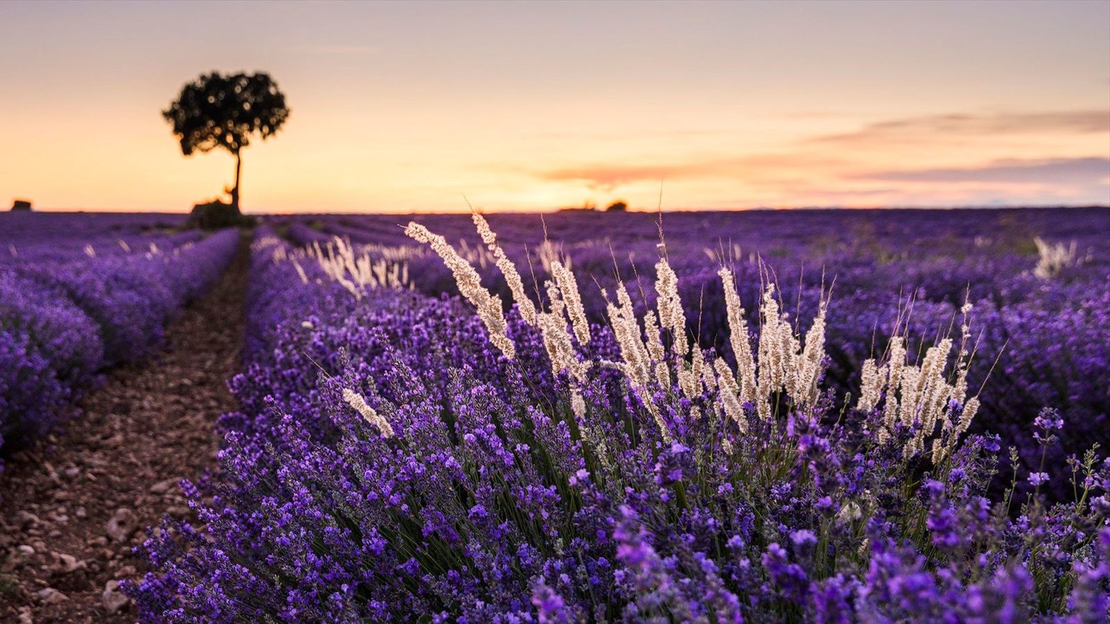 Brihuega se viste de lavanda un año más