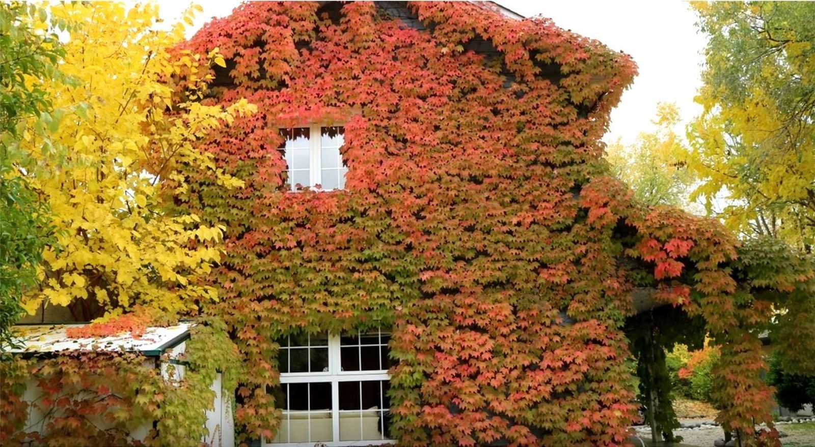 Y en otoño, una de las fachadas se cubre por completo de hojas de colores rojizos, por la enredadera que la cubre.