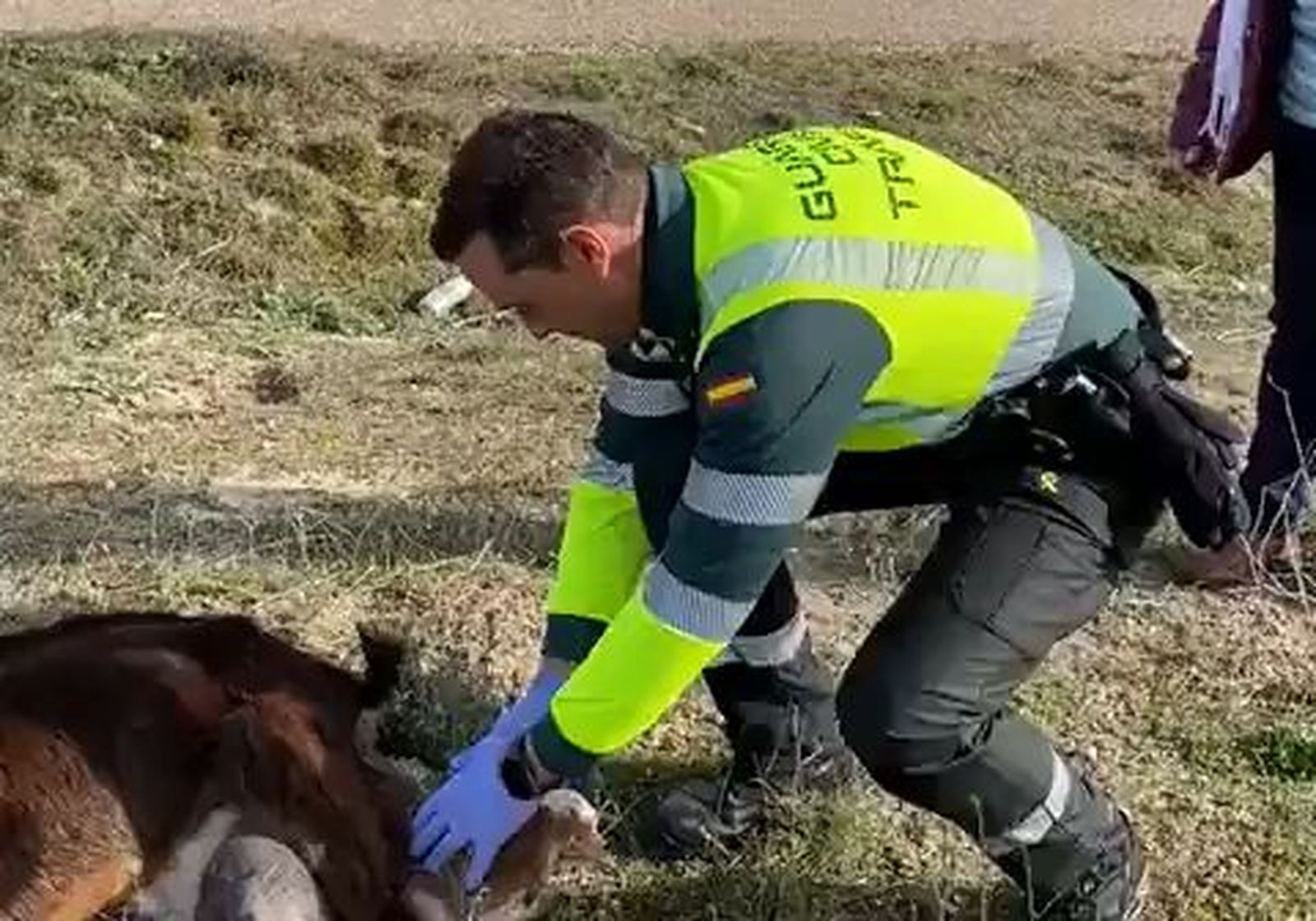 Guardia civil asiste a una cabra en pleno parto junto a una carretera