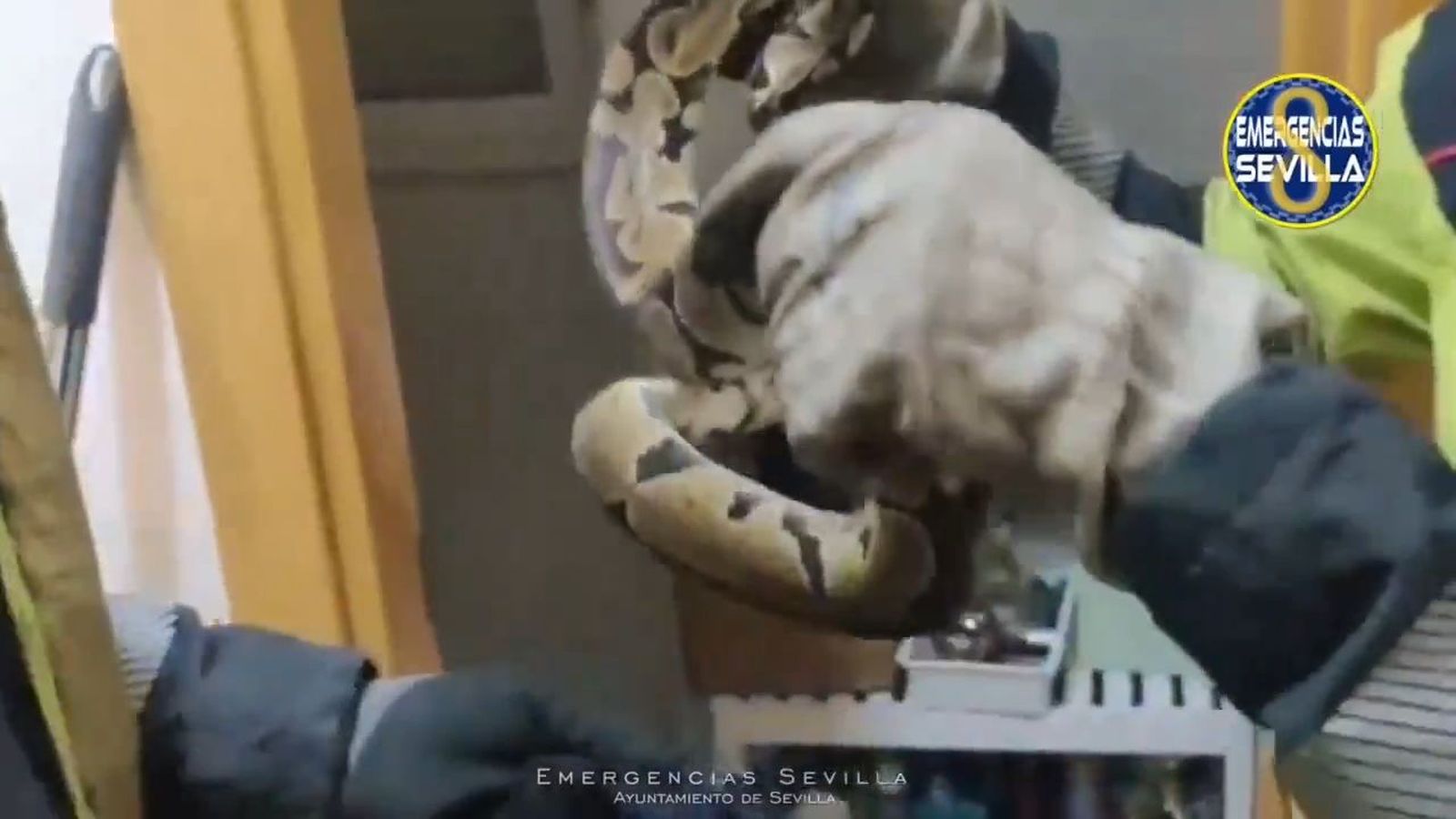 Serpiente recuperada por los servicios de emergencia de Sevilla