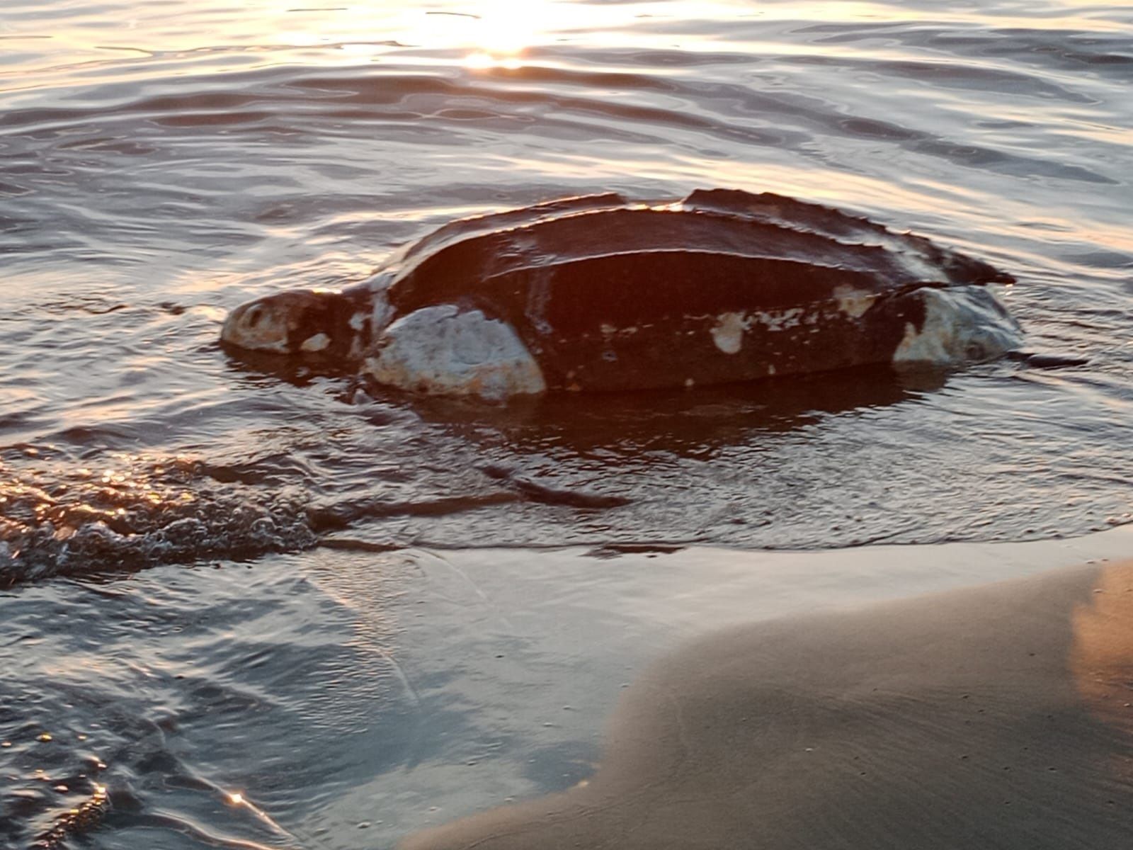 Hallan en Castellón una tortuga laúd, la más grande del mundo
