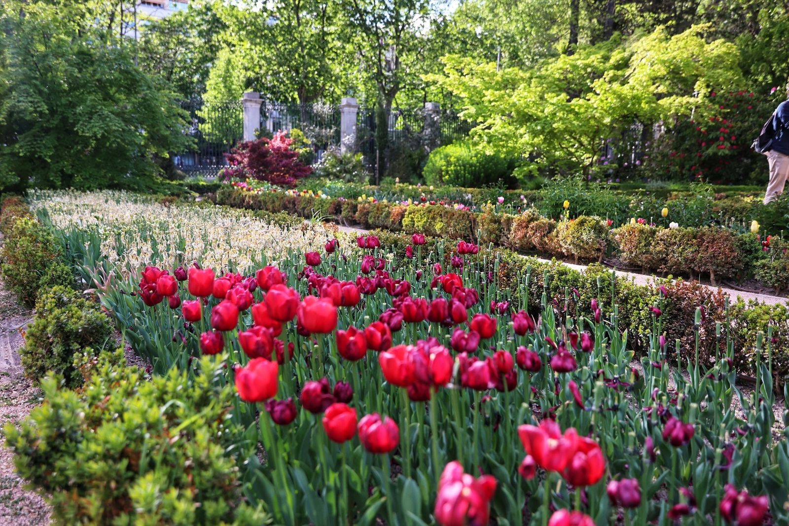 Tulipanes en el Real Jardín Botánico