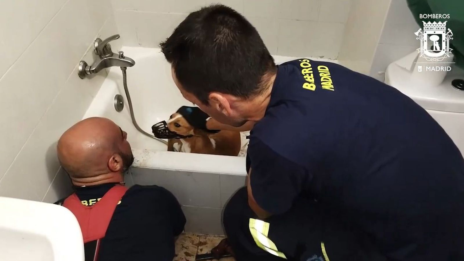 Bomberos de Madrid rescatan a un perro atrapado en la bañera