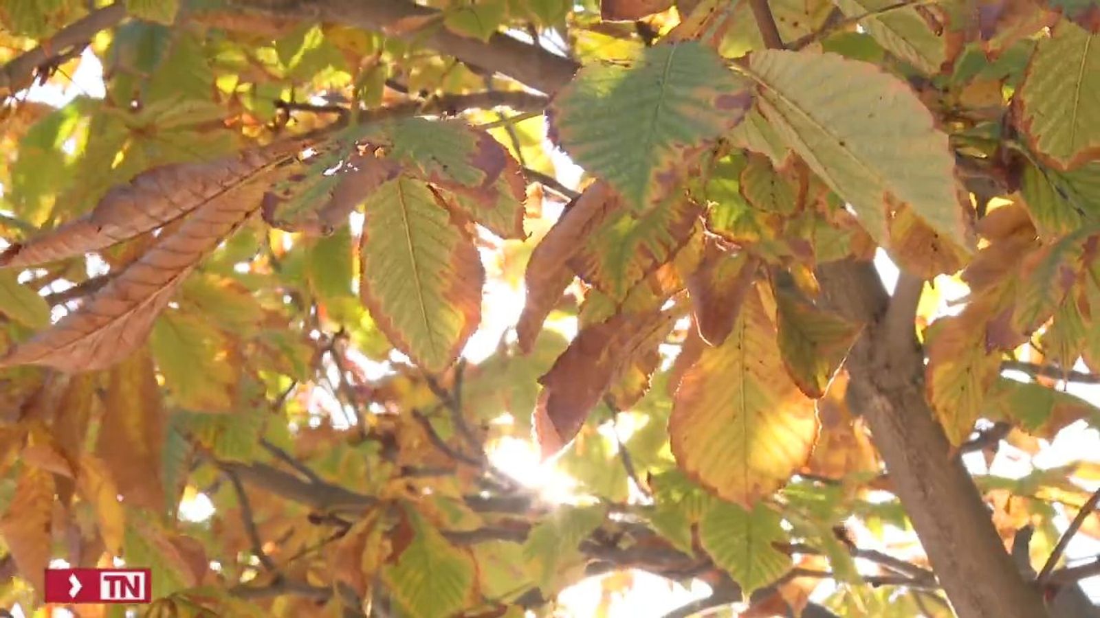 Campaña de la retirada de hoja