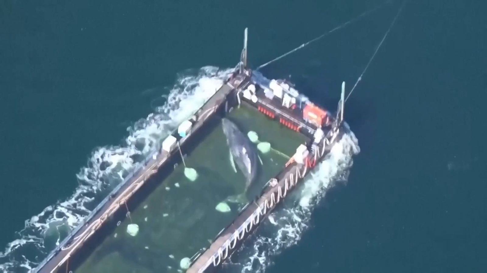 El emotivo rescate de la ballena Timmy, que ya viaja hacia el Mar del Norte