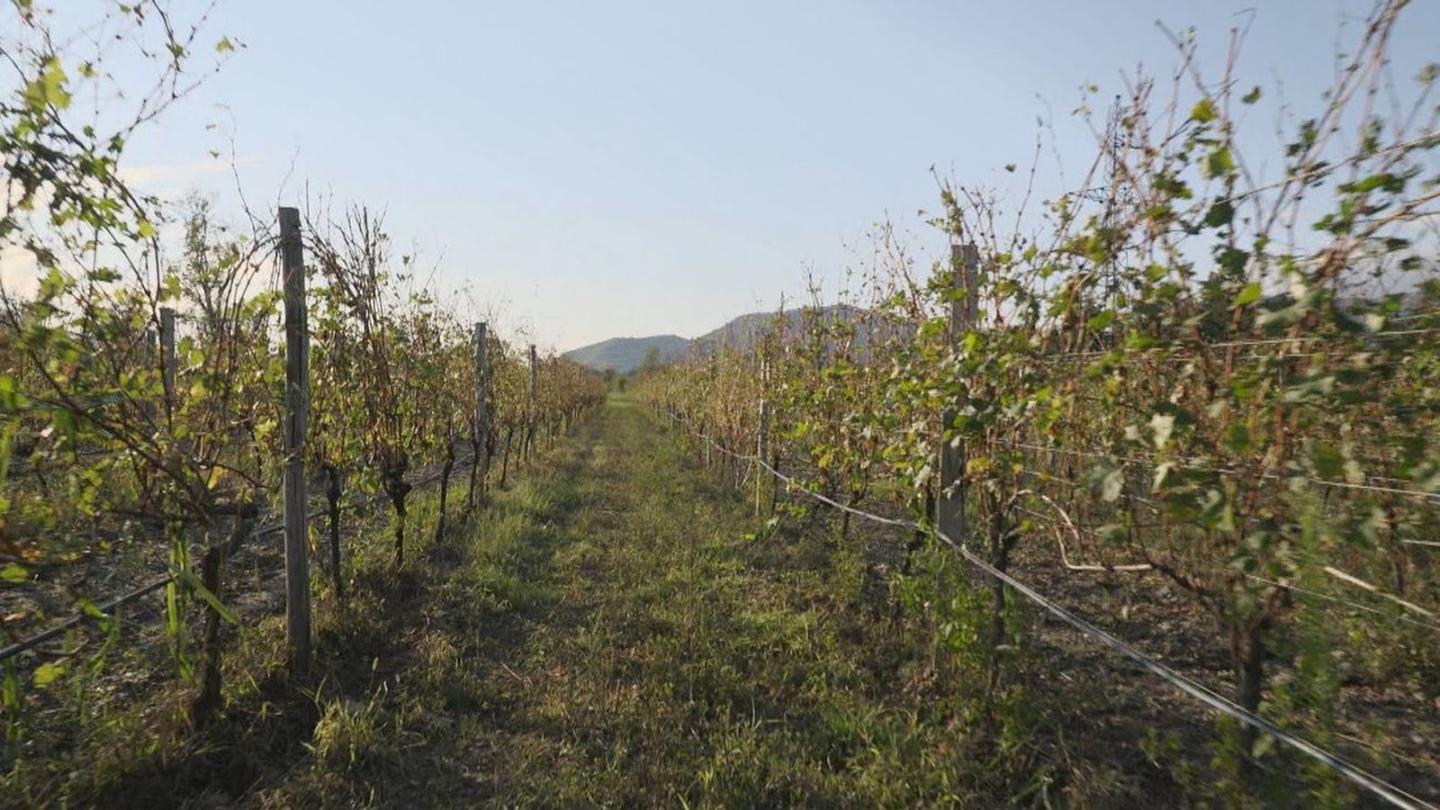 Viñedo en la subzona de San Martín de Valdeiglesias