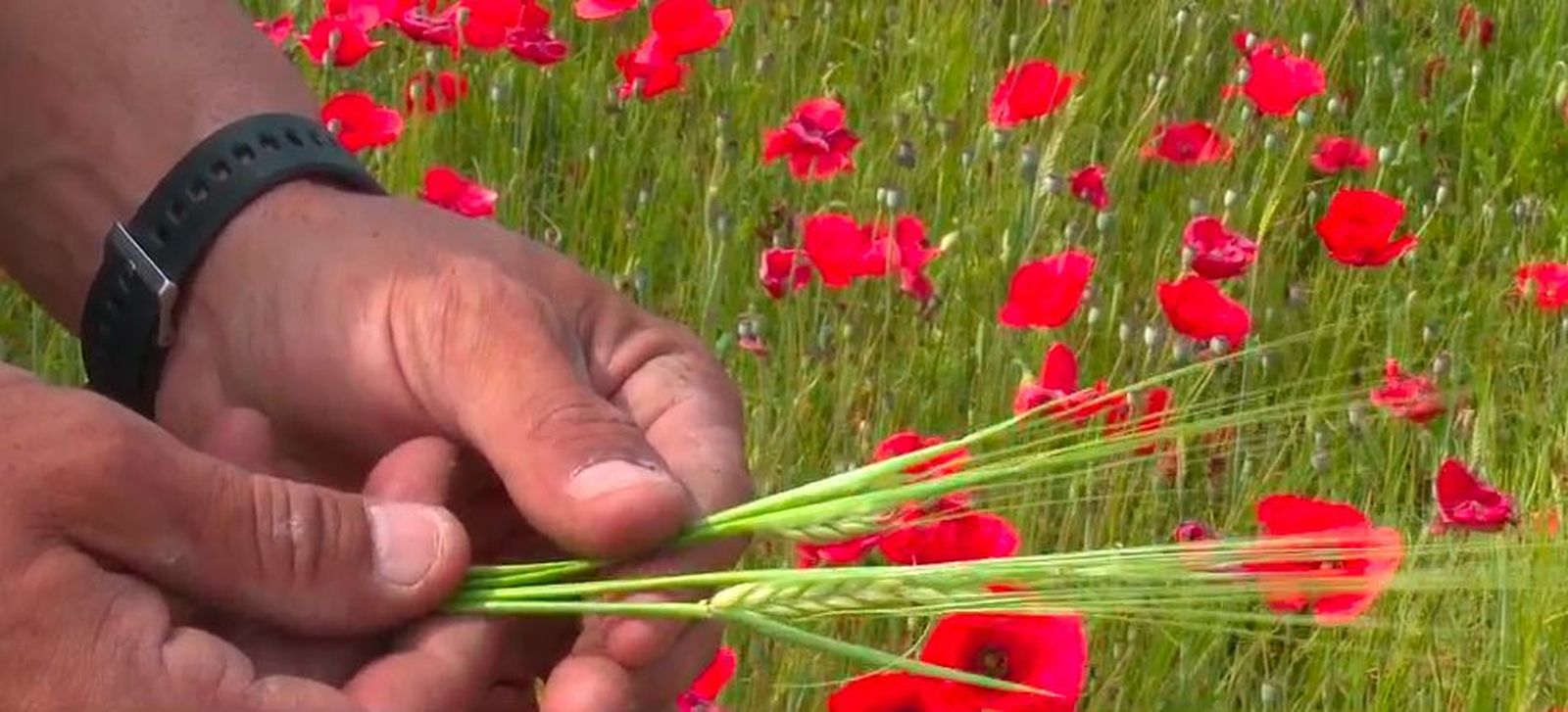 Piden ayudas directas y más caza para mitigar el impacto de los conejos en el campo madrileño