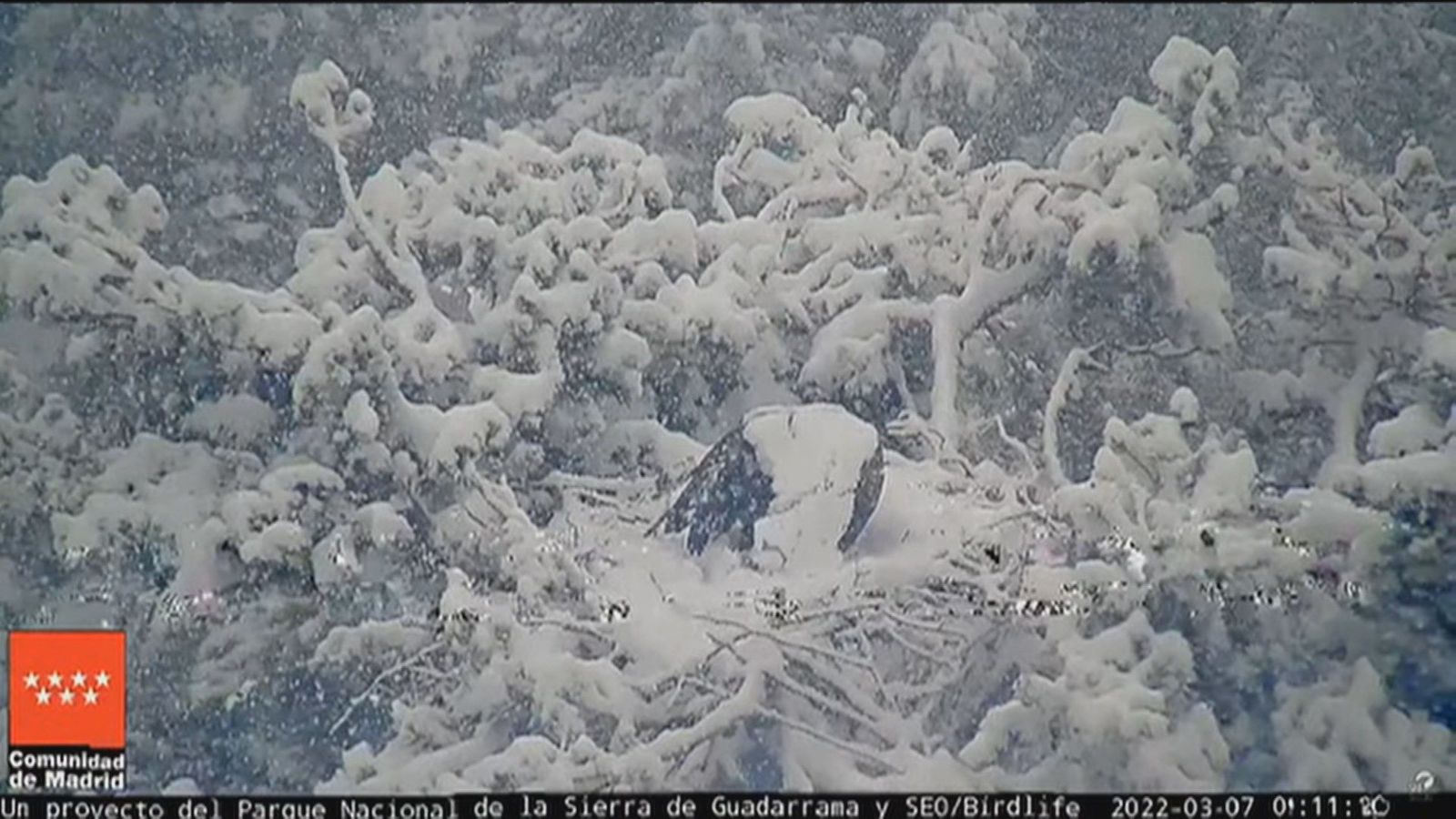 Impresionante imagen de un buitre negro escapando de la nieve en Madrid