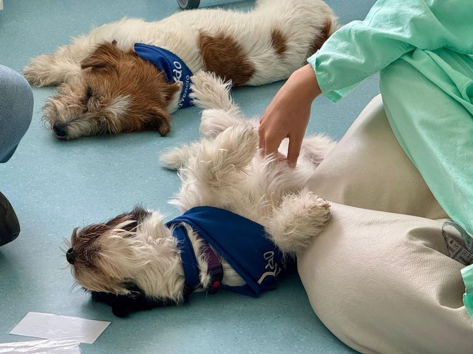 Getafe alerta sobre el abandono de animales en verano y recuerda que es un delito