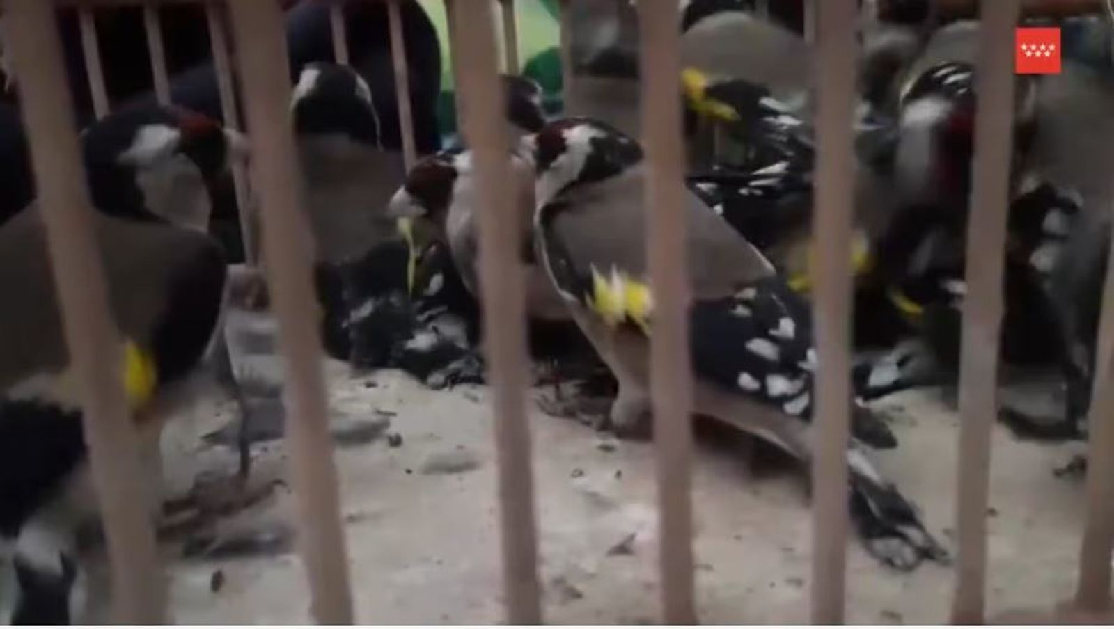 Jilgueros capturados ilegalmente