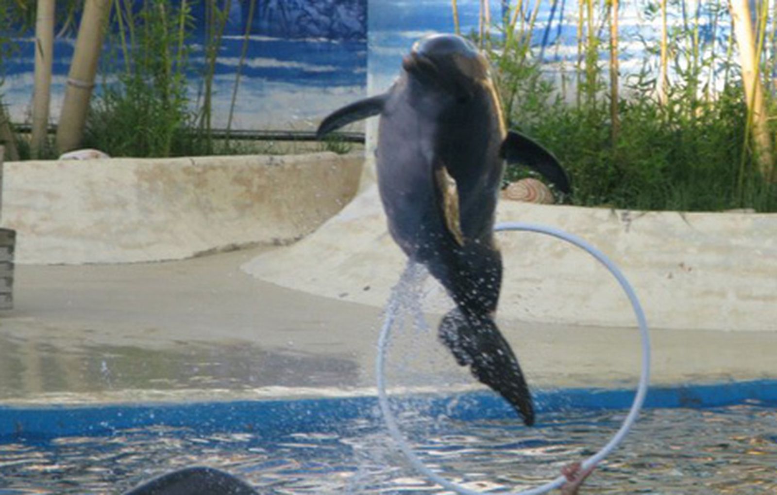 ZOO470