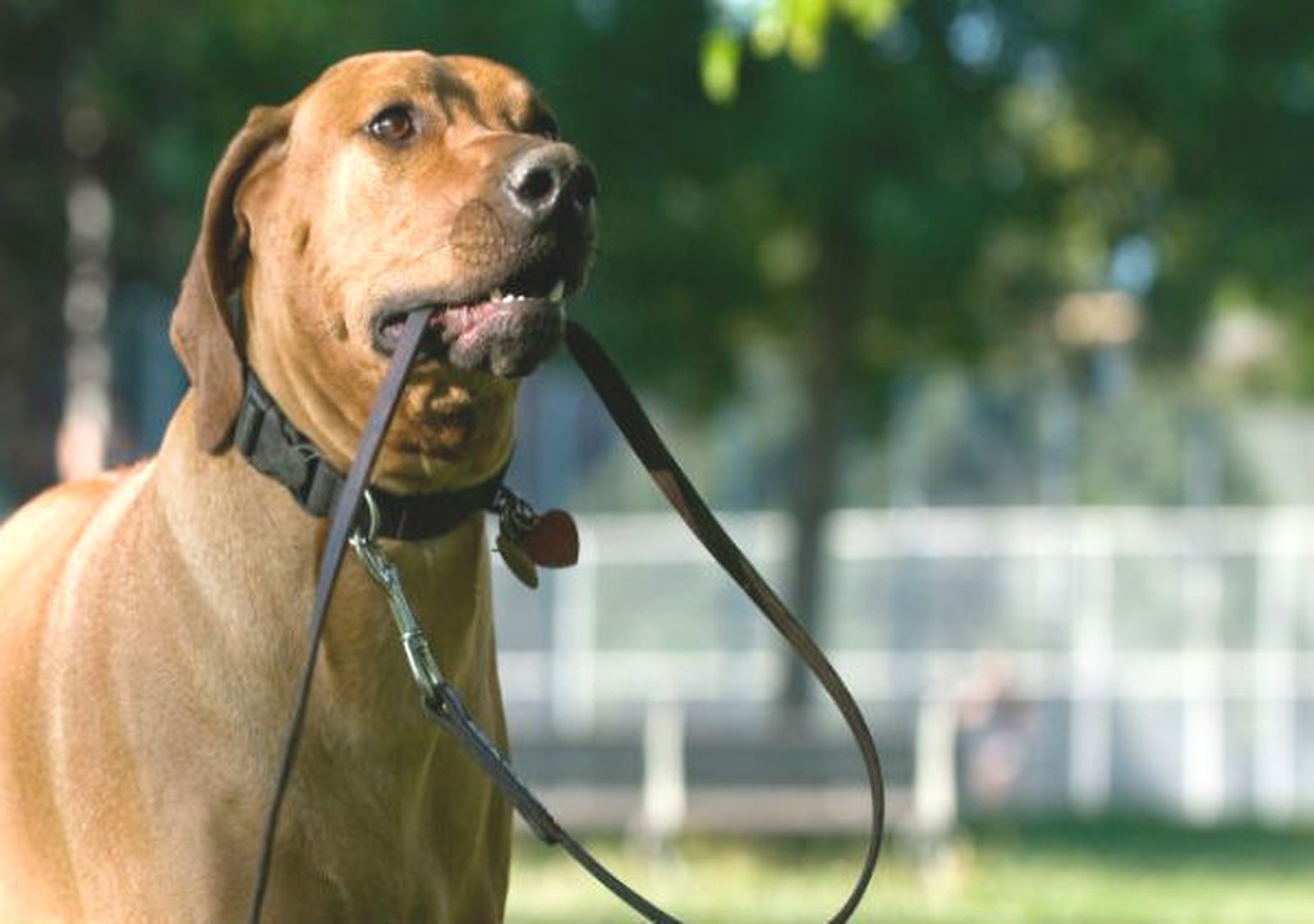 Perro en el parque