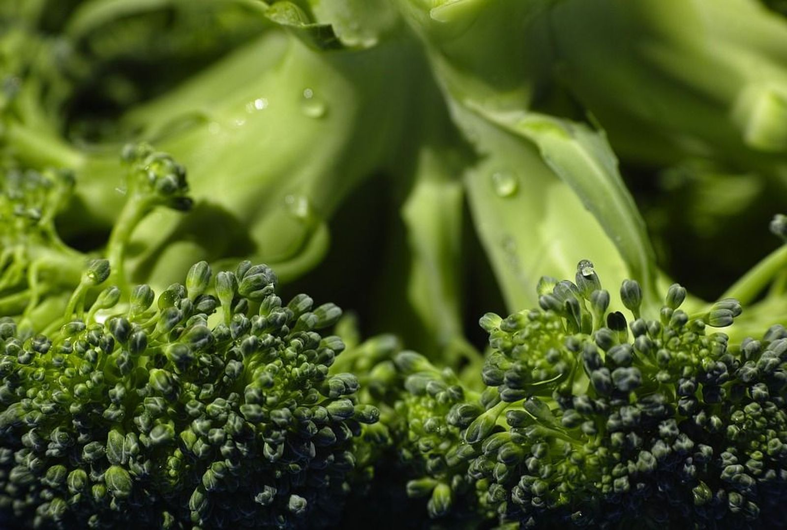 ¿Cómo llevar una dieta vegana?