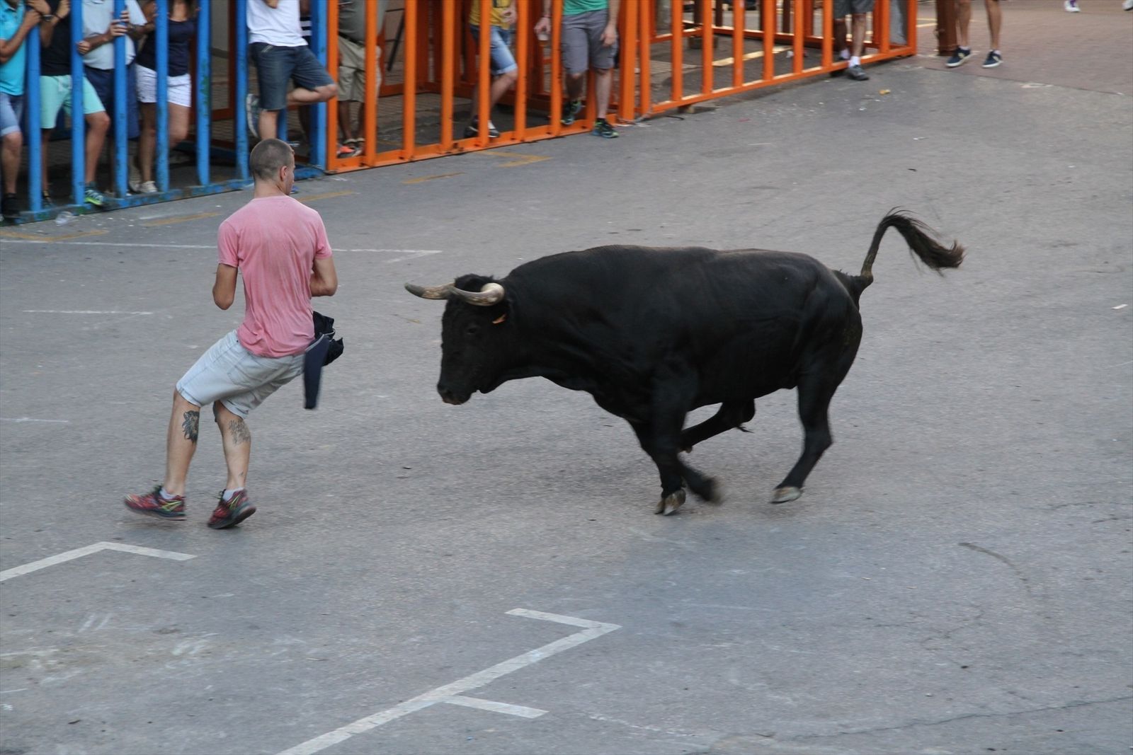 Bous al carrer en la localidad de Vilafamés
