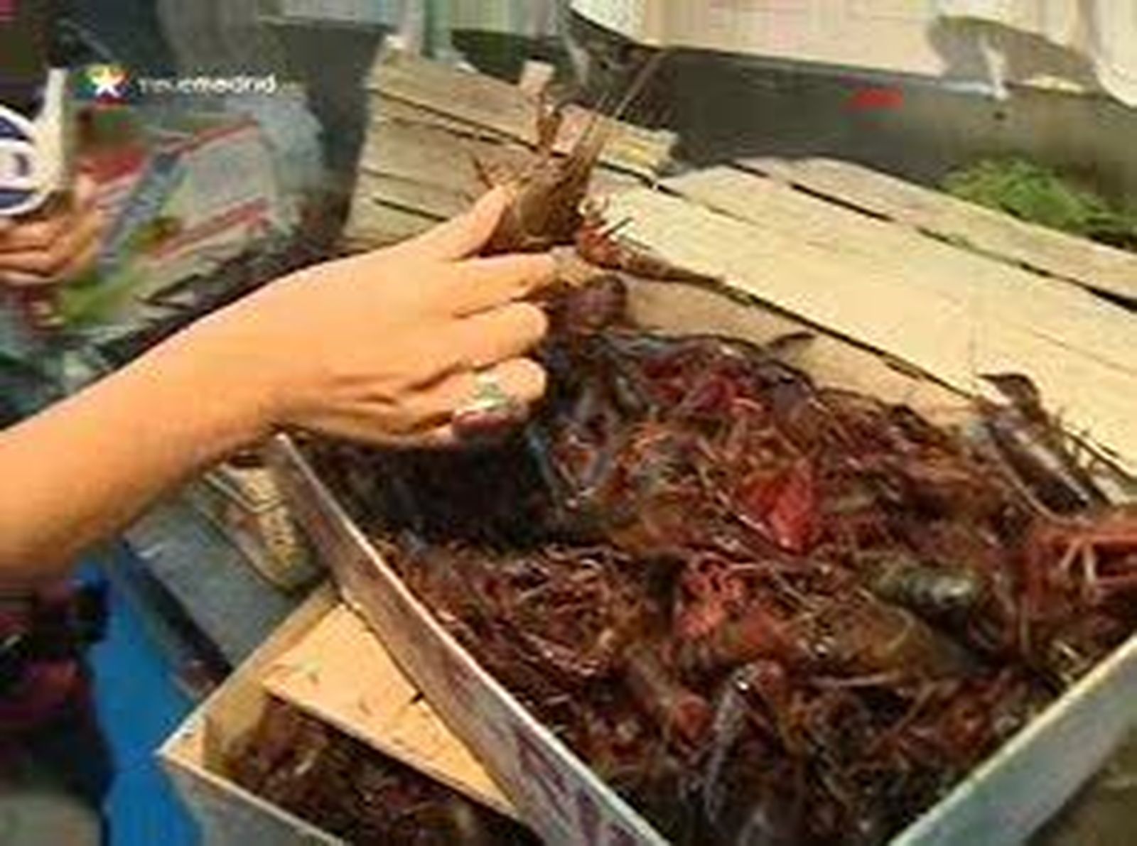 Cangrejos de río