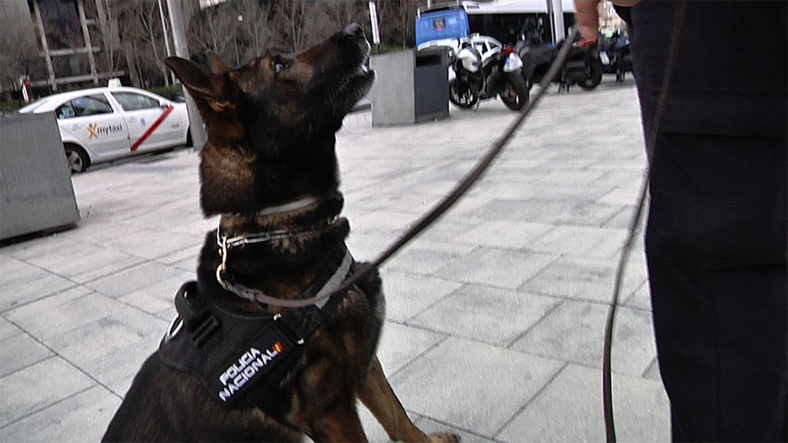 Perro policía