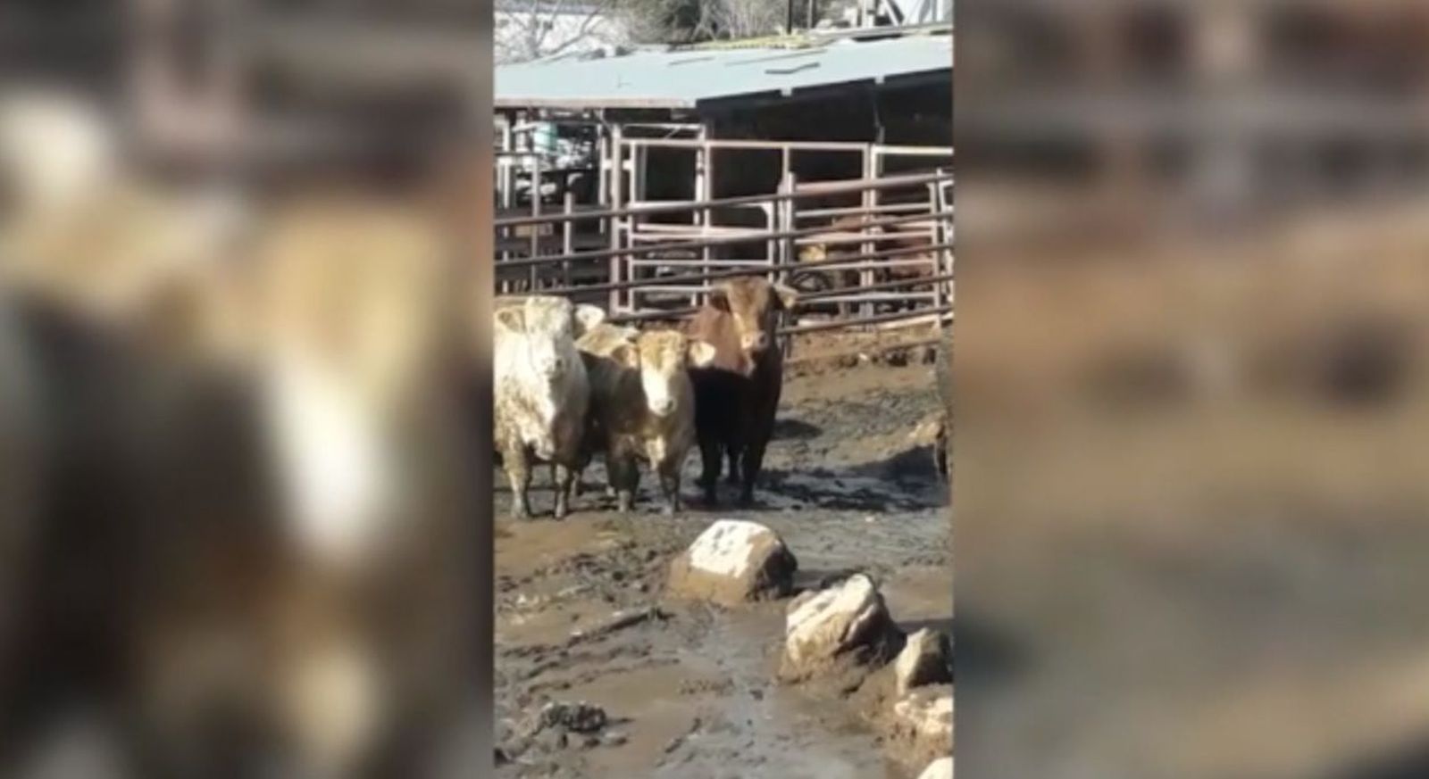 Ecologistas en Acción denuncia una explotación ganadera con terneros hacinados en Becerril de la Sierra
