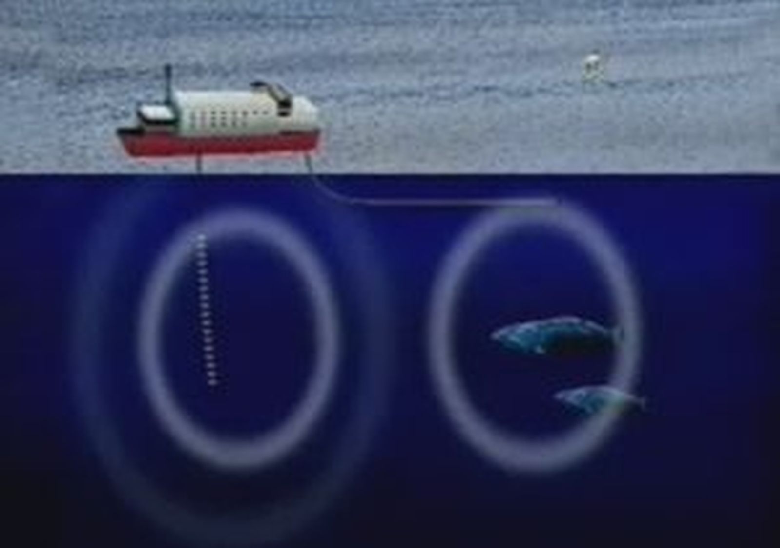 Nuevos avances sobre el sónar de las ballenas