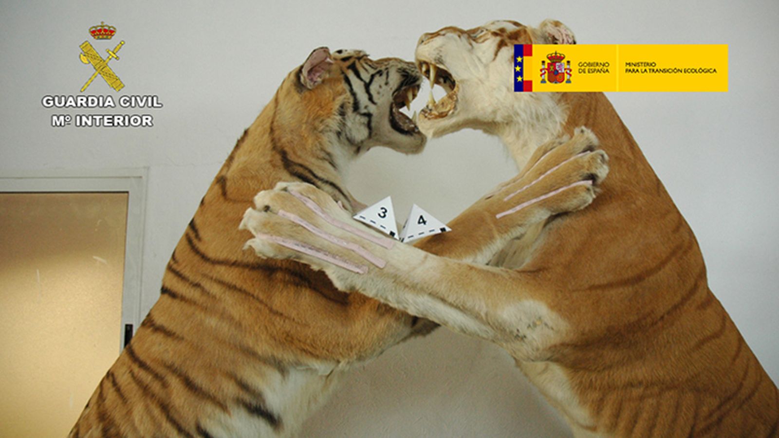 Animales disecados