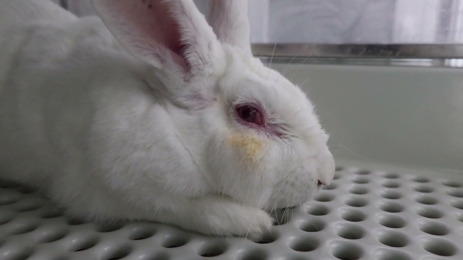 Un vídeo muestra maltrato animal en un laboratorio de investigación de Madrid