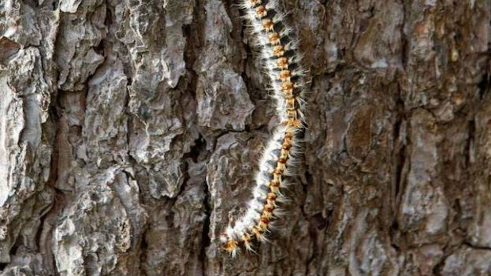 Plaga de nidos de orugas en el Pinar San José de Carabanchel
