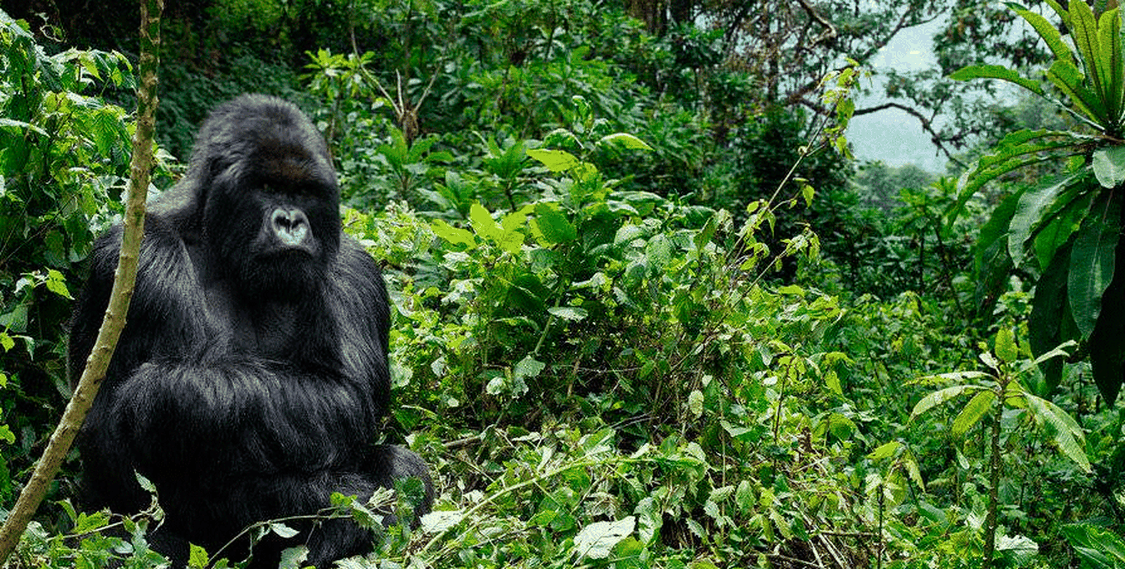 El Centro de Rescate de Primates Rainfer