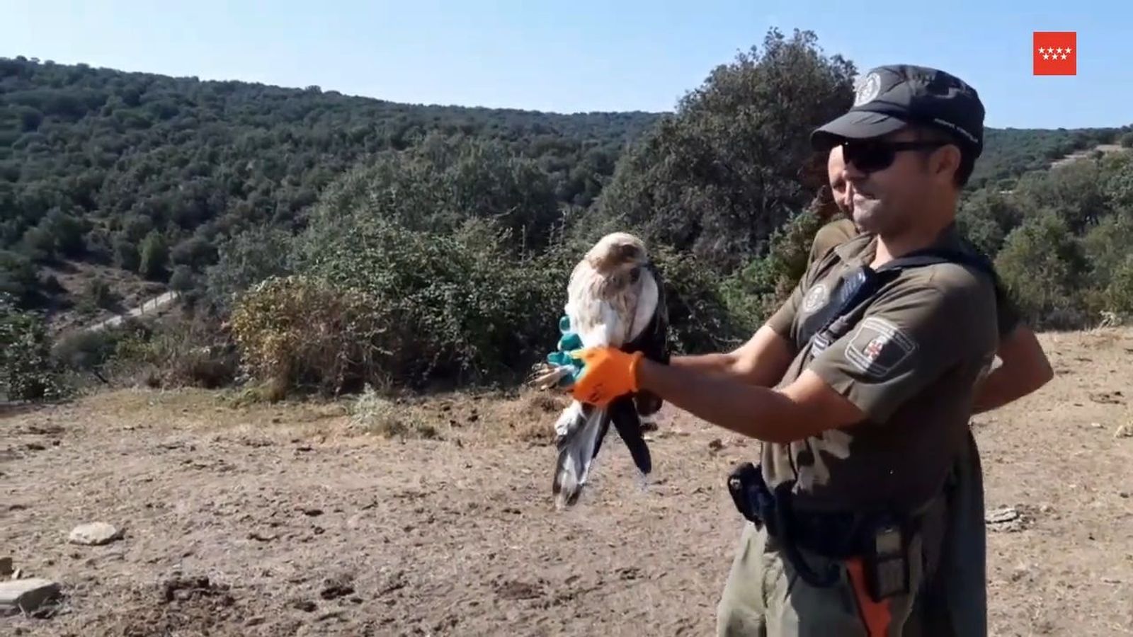 Suelta de un águila por agentes forestales de Madrid