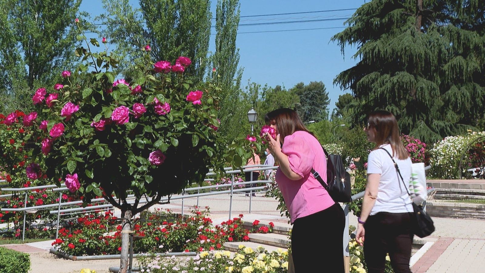 En busca de la flor más bonita de Madrid