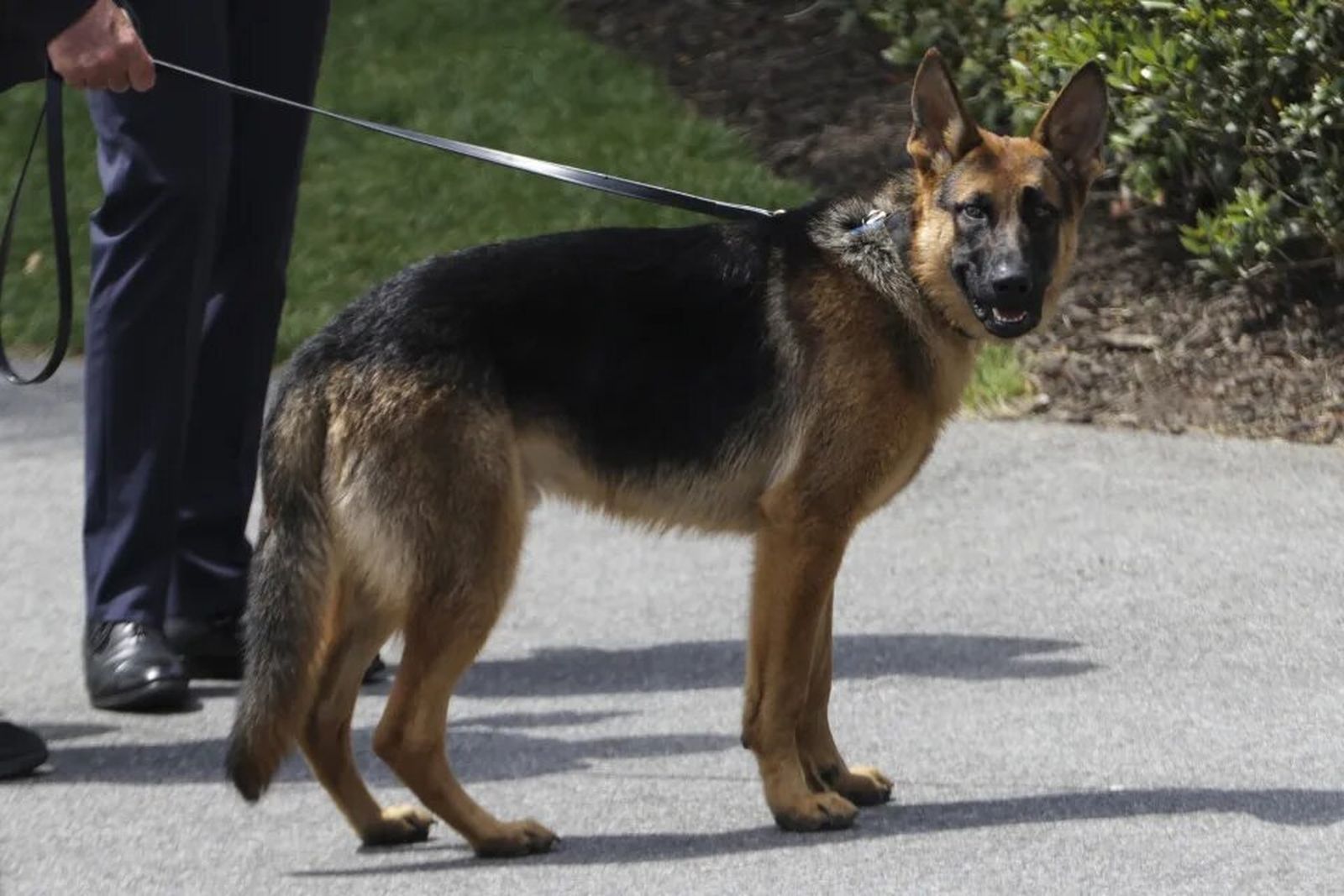 Commander, el perro de los Biden, ha mordido a una veintena de agentes secretos