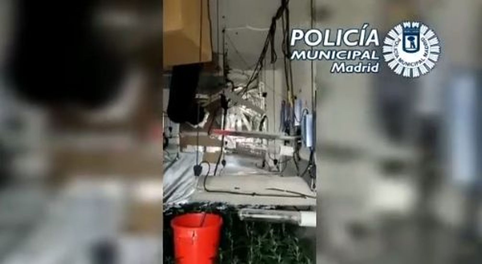 Cuatro detenidos por cultivar 300 plantas de marihuana en un piso de Villaverde