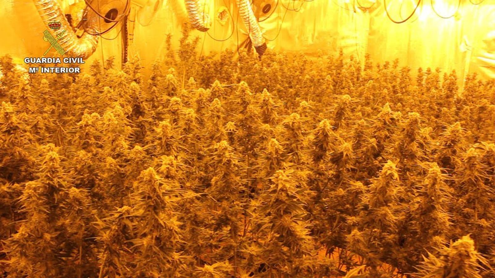 Plantas de marihuana