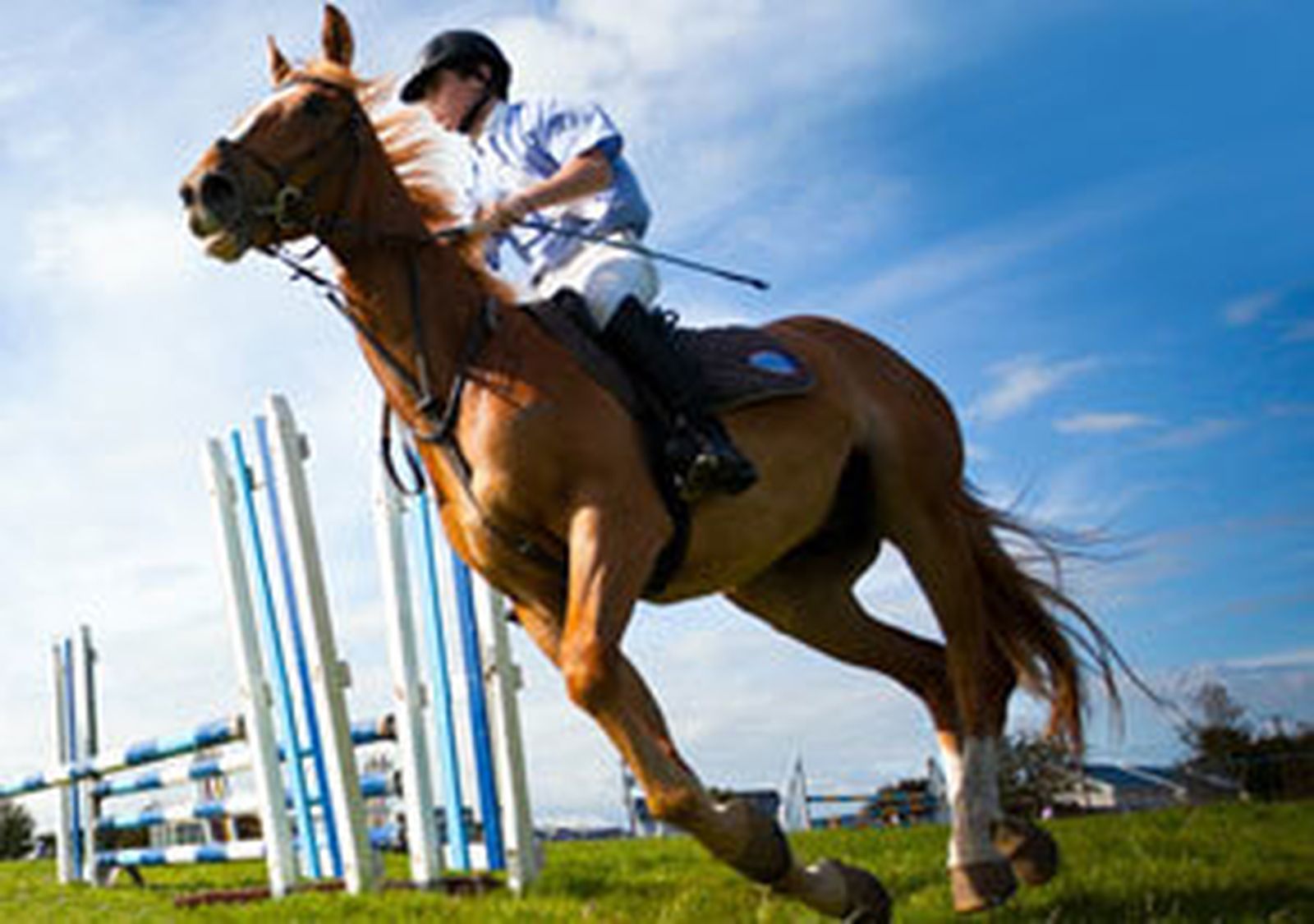 Campeonato de Europa de Saltos. Hípica. Caballo