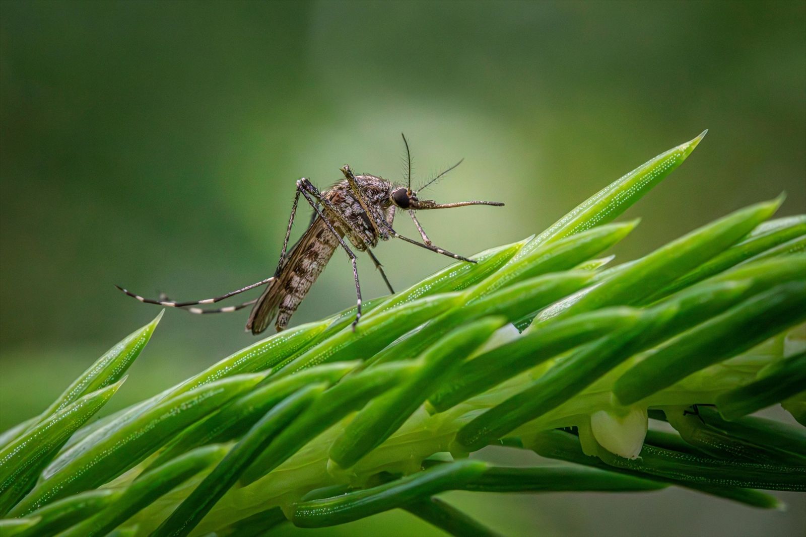 Mosquito trasmisor del virus del Nilo