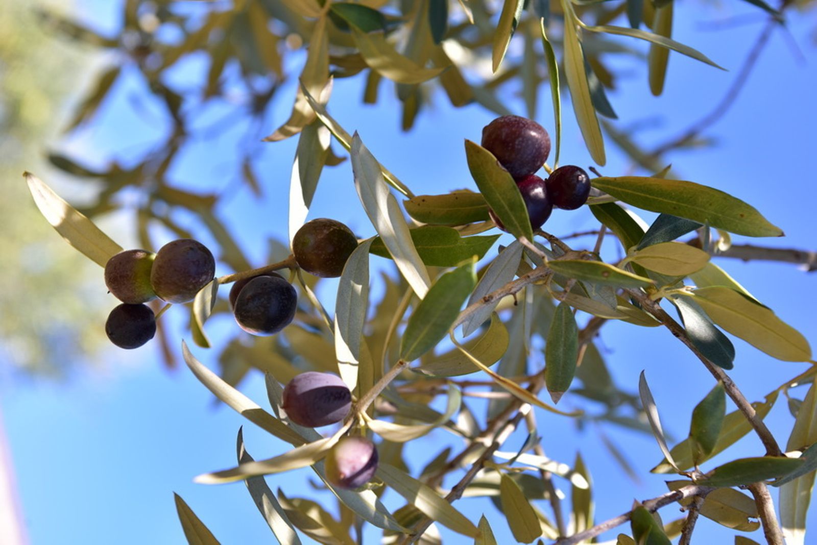Aceitunas en un olivo