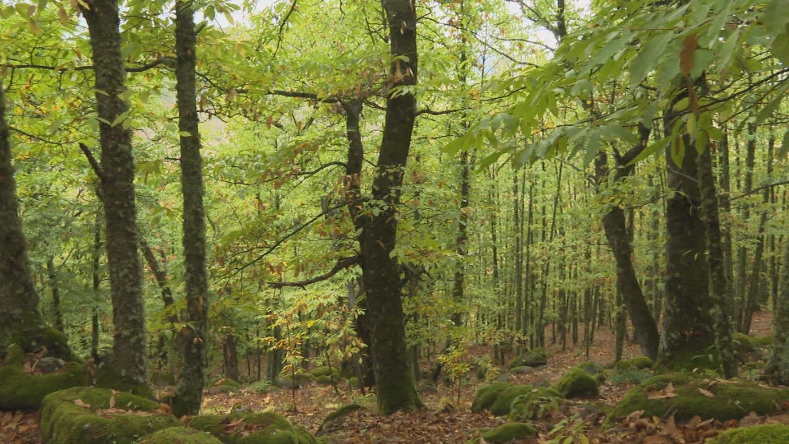 El Castañar de Rozas de Puerto Real se tiñe de otoño: un espectáculo natural a poco más de una hora de Madrid