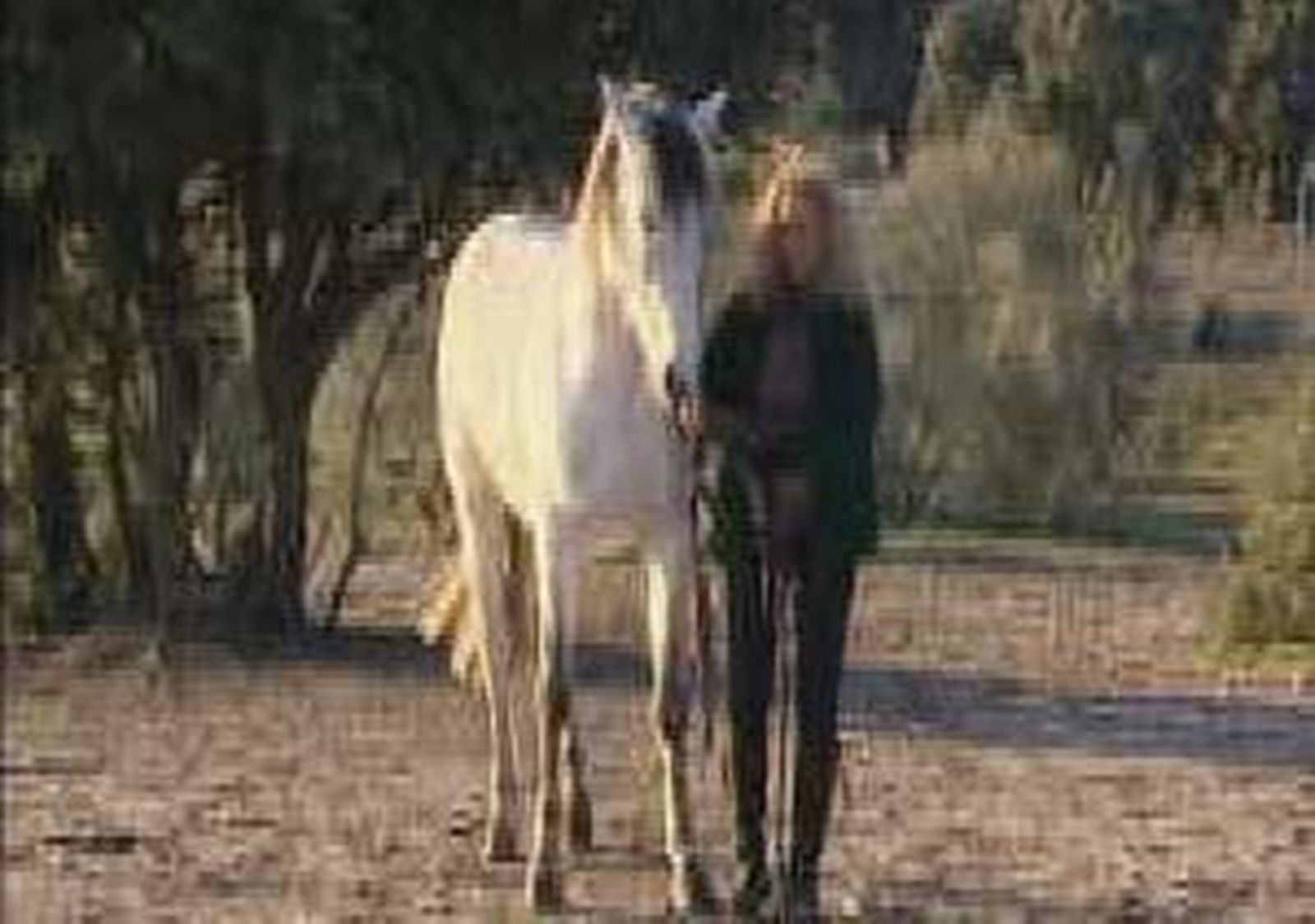Caballos en libertad