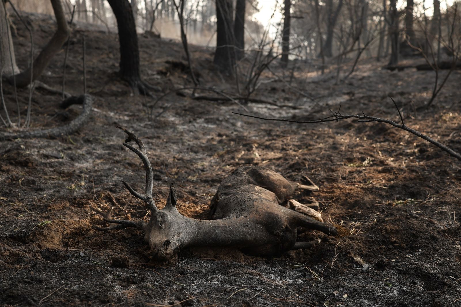 Un ciervo quemado por el incendio forestal a las afueras de Casavieja, a 29 de julio de 2026, en Ávila