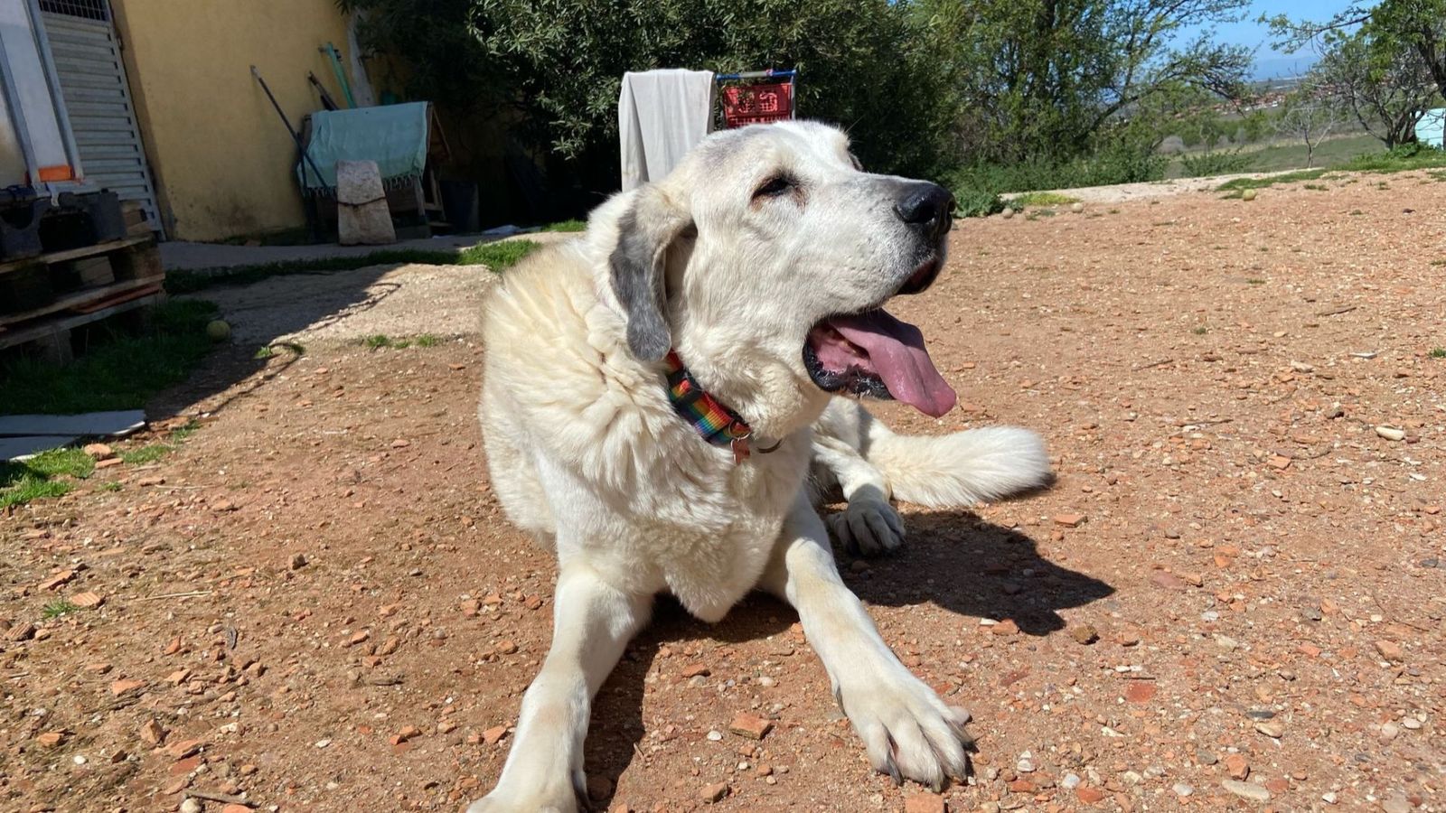 150 vidas en peligro por el cierre de un refugio de animales en Torres de la Alameda