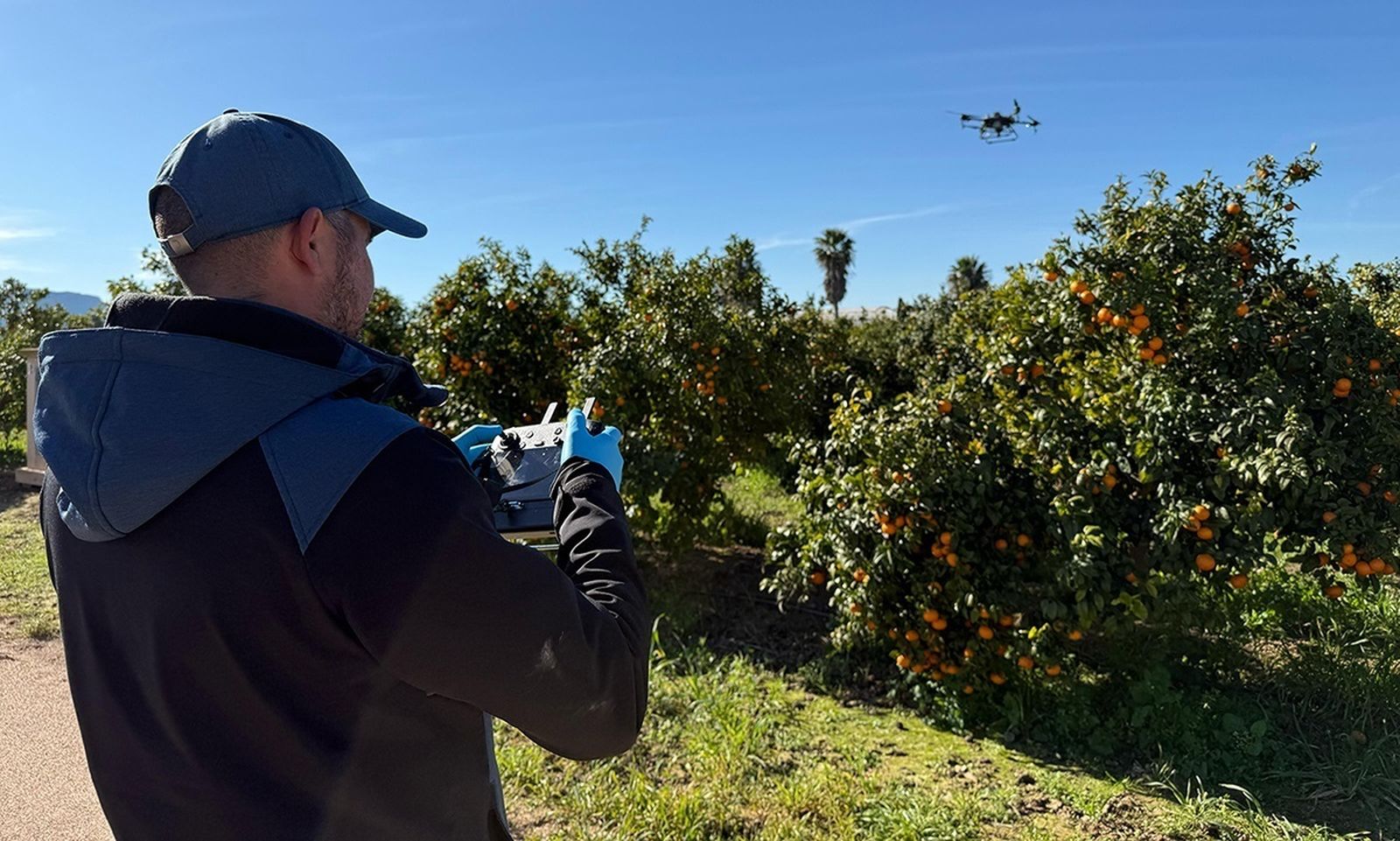 Un piloto maneja un dron para el control de plagas