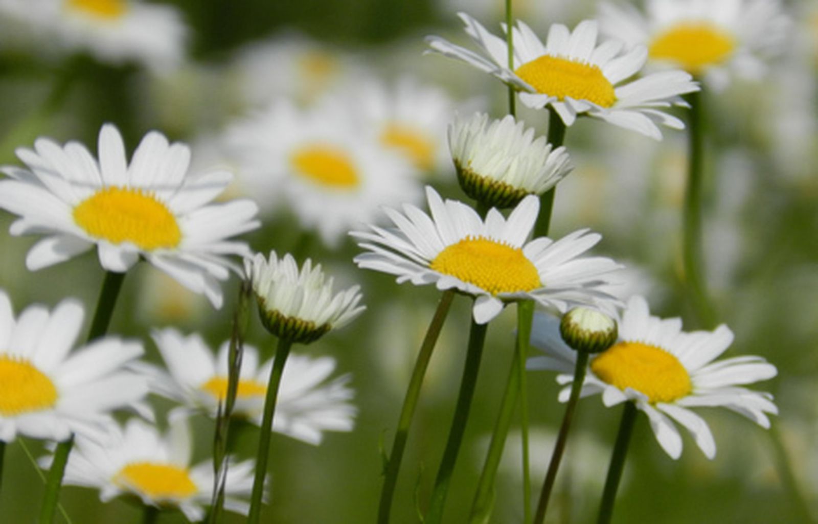 primavera_5