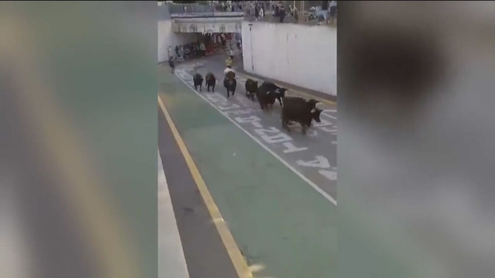 Unos toros sueltos irrumpen por sorpresa en un pasacalles en un pueblo de Alicante