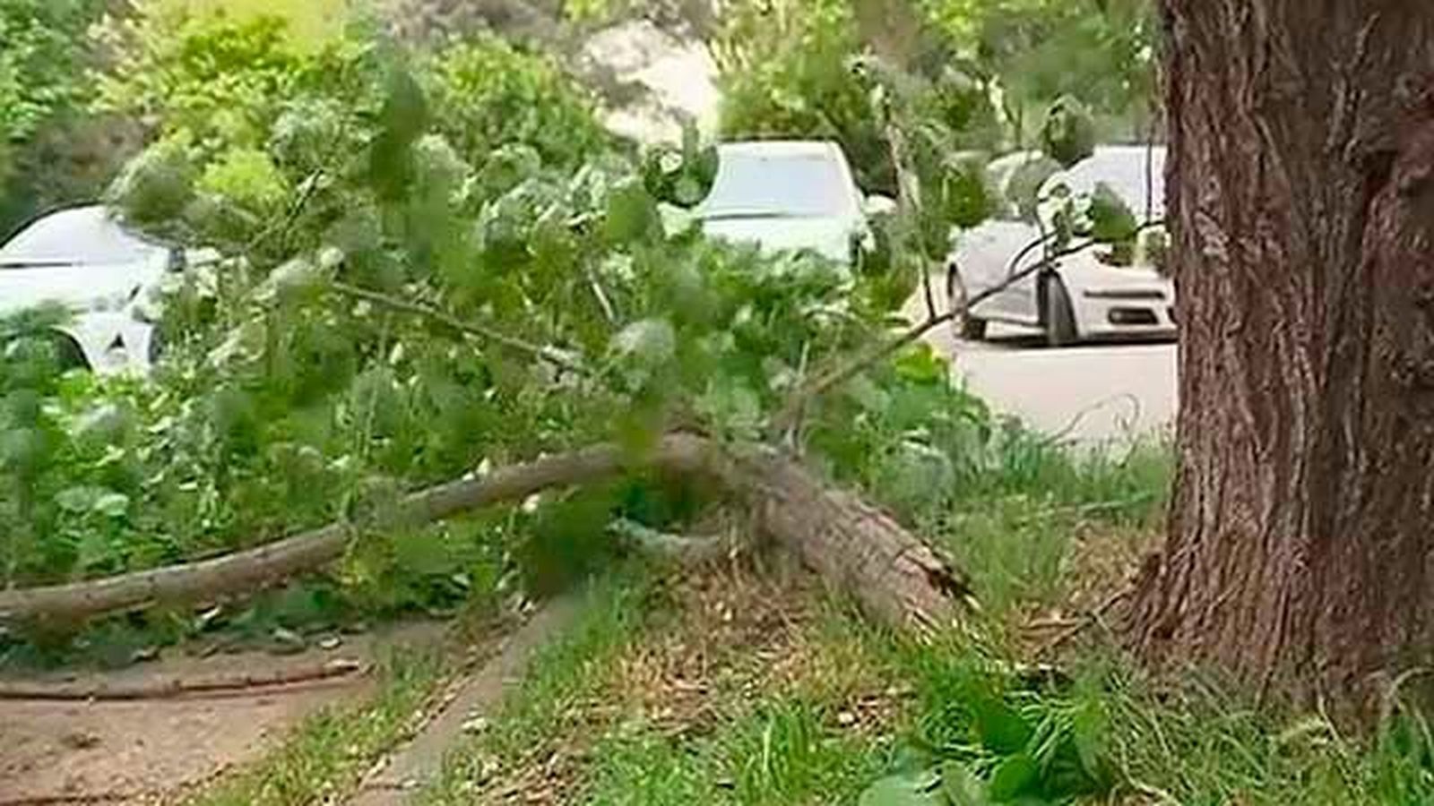 El viento tira una rama sobre dos mujeres que paseaban a su perro